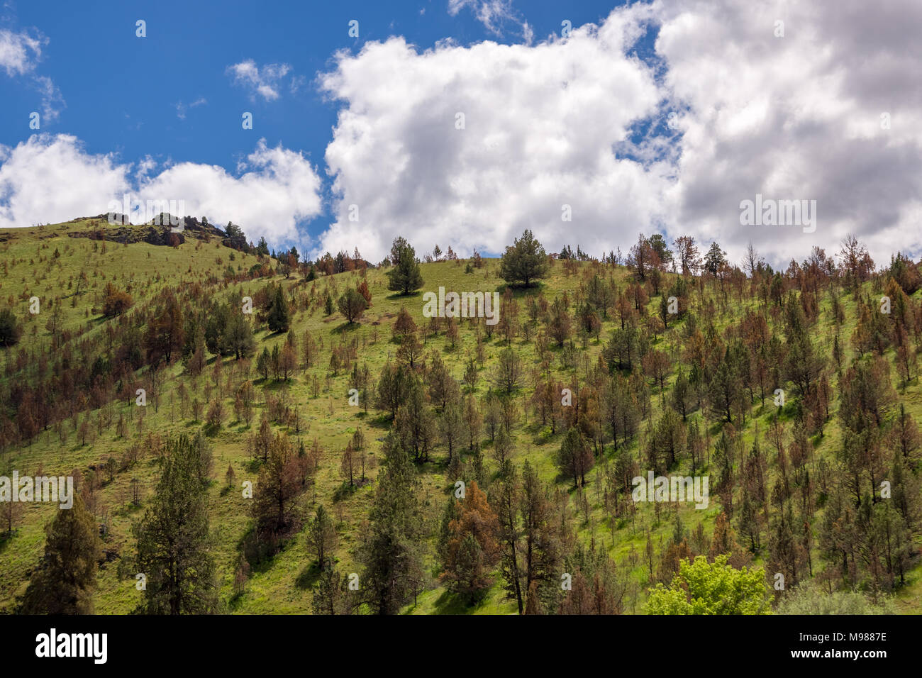 A hillside full of dying evergreen trees, eastern Oregon Stock Photo