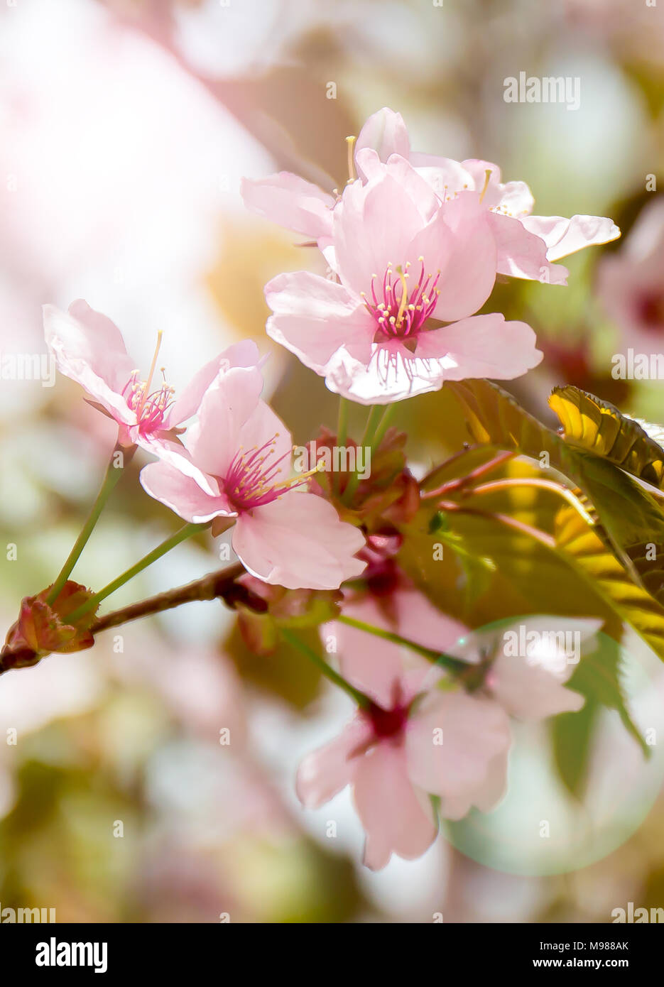 Lily sakura hi-res stock photography and images - Alamy