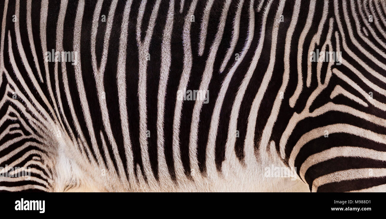Grevyi zebra, partial view Stock Photo
