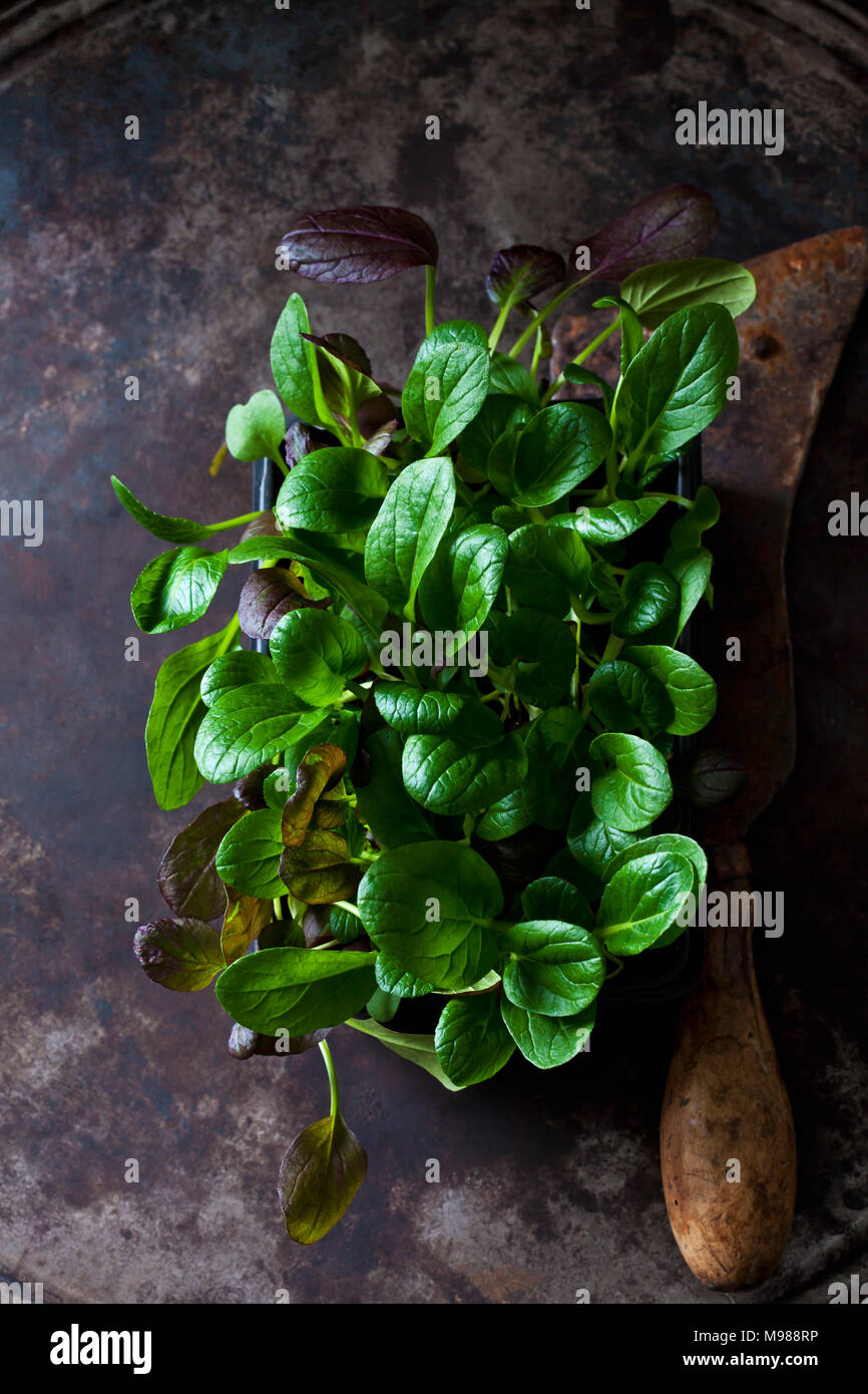 Japanese mustard spinach Stock Photo Alamy
