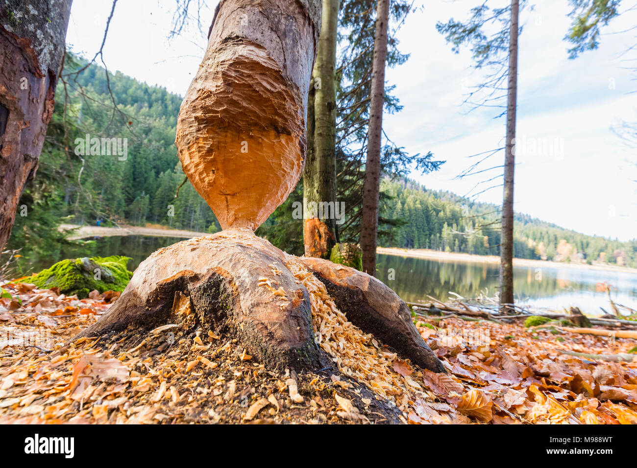 Germany, Bavaria, Lower Bavaria, Bavarian Forest, Beaver bite marks on tree Stock Photo