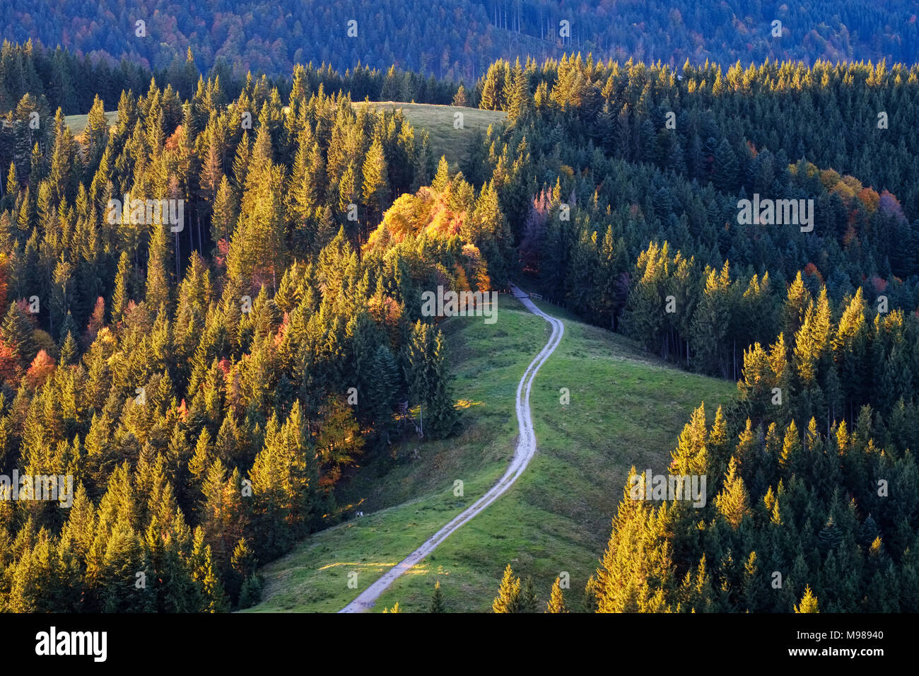 Almweg durch Wald, Ausblick vom Zwiesel bei Wackersberg, Isarwinkel, Oberbayern, Bayern, Deutschland Stock Photo