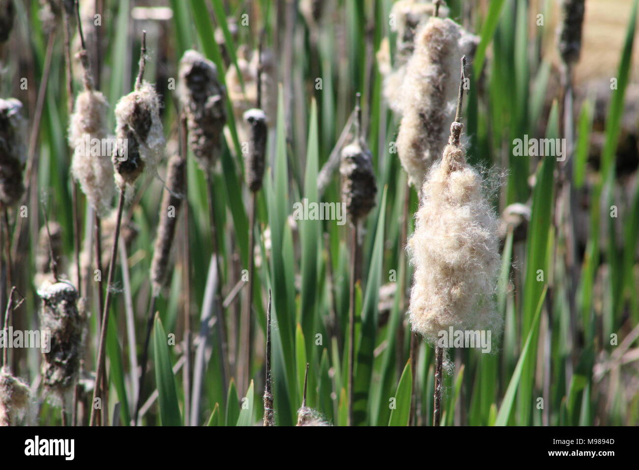 Wind Through Reeds Wind in the reeds Stock Photo - Alamy