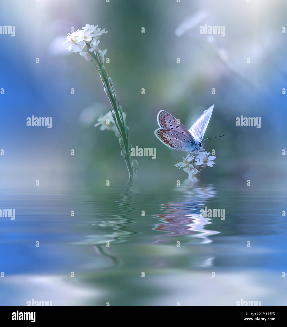 Blue Magic butterfly over water and wildflowers.Fantasy Wallpaper.Water Reflections.Artistic Photography. Stock Photo