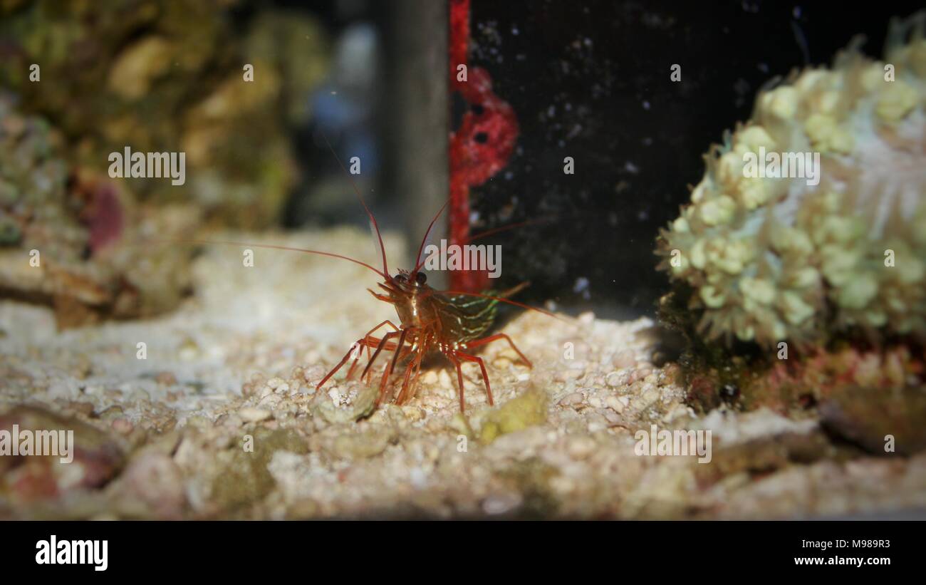Monaco Peppermint Shrimp - Lysmata seticaudata Stock Photo