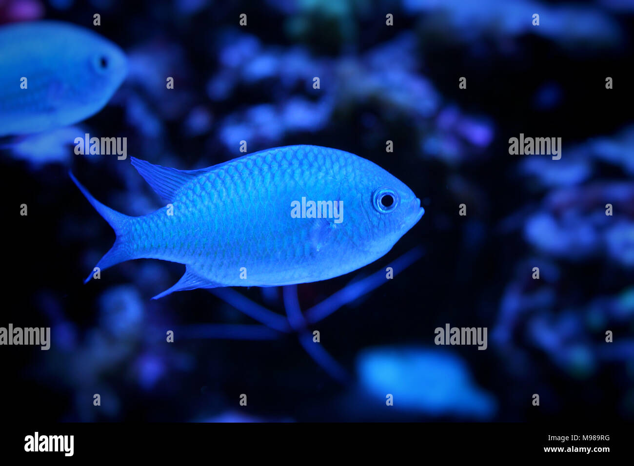Blue Chromis (Chromis atripectoralis) Stock Photo