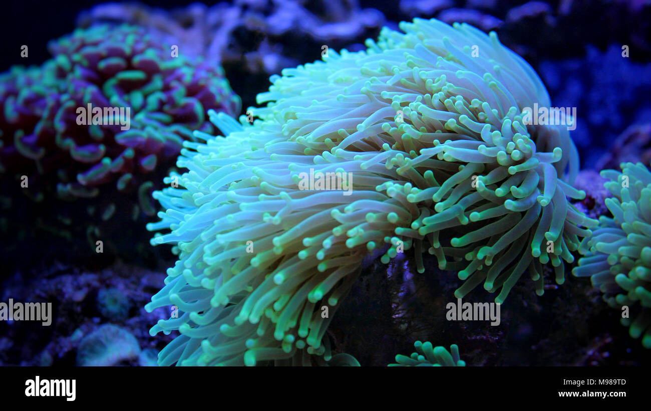 Euphyllia Torch lps coral Stock Photo