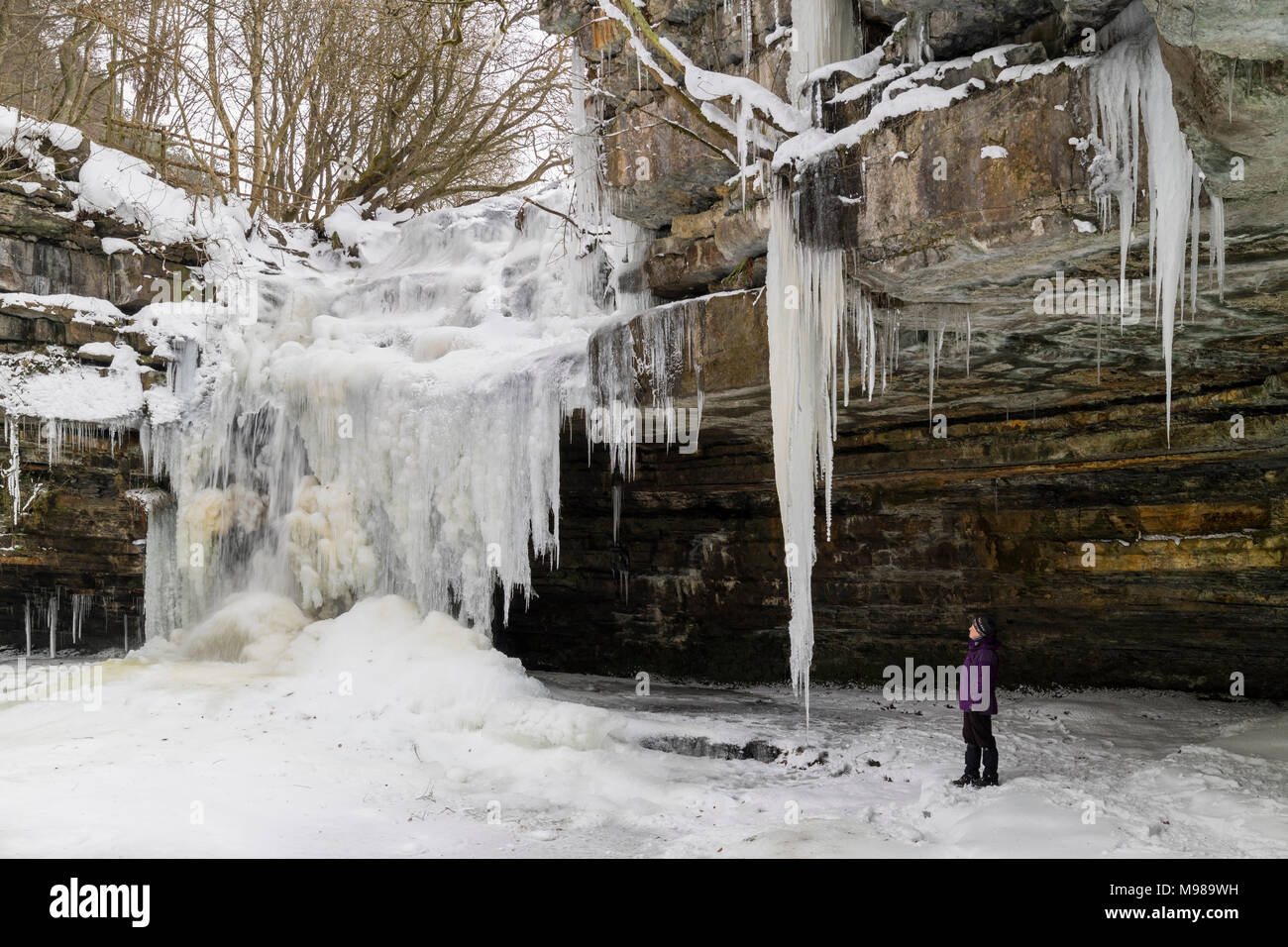 A Walker Looking at Giant Icicles on a Frozen Summerhill Force, Bowlees