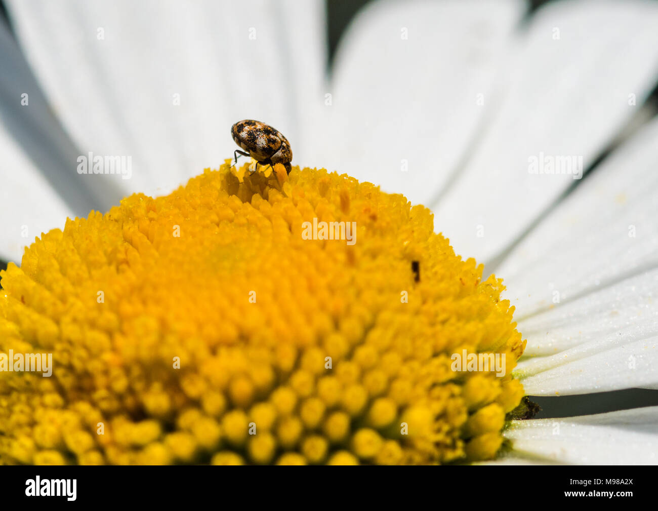 A macro shot of a varied carpet beetle feeding from an ox eye daisy. Stock Photo