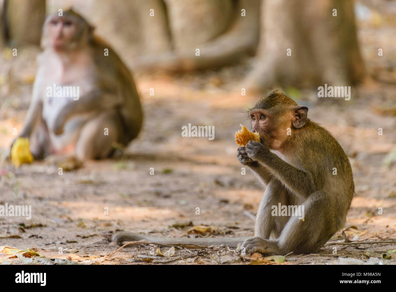 Young macquaqe monkey eating a mango left behind by tourists, Siem Reap, Cambodia Stock Photo