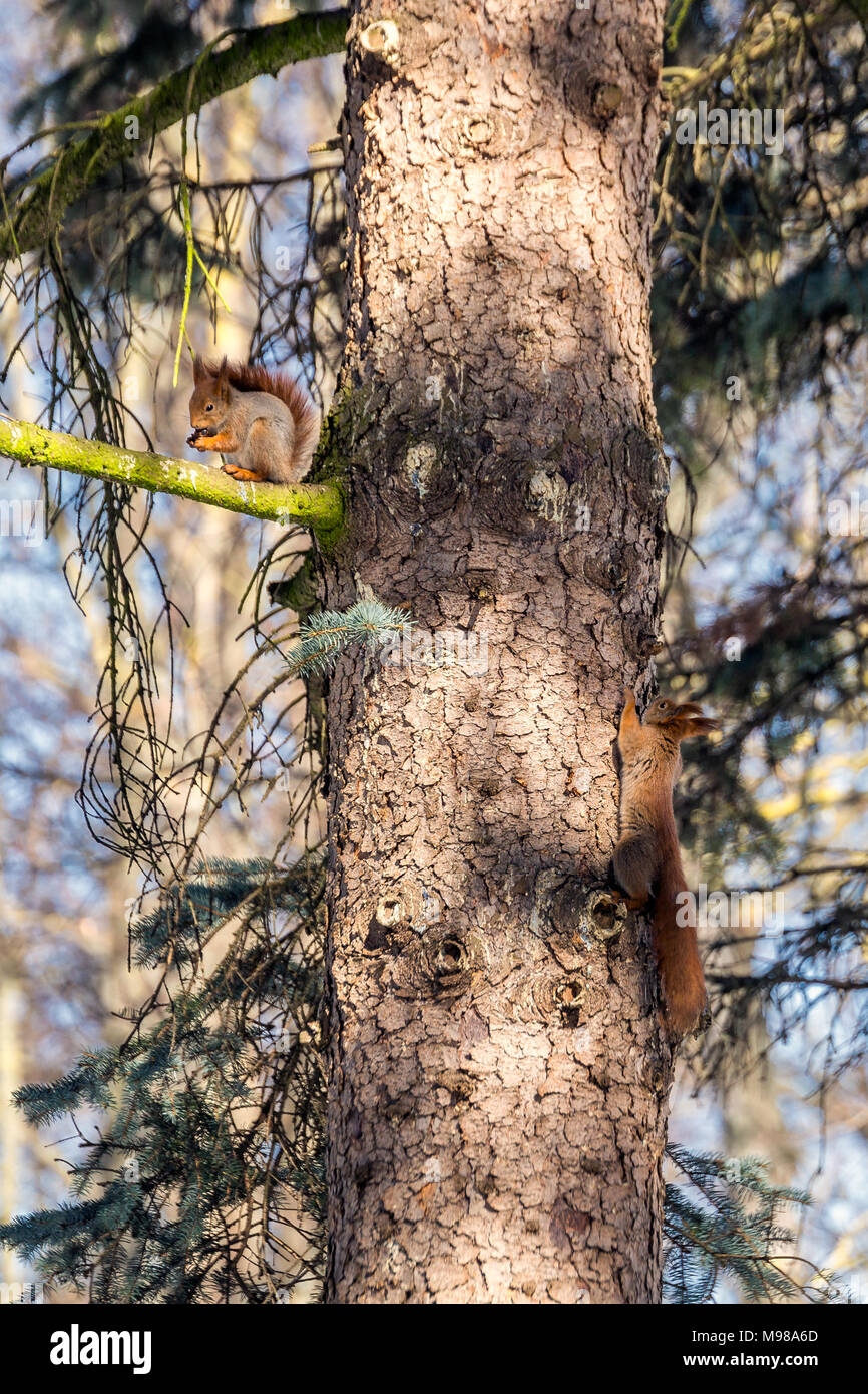Panoramic winter landscape. Two Squirrels on the tree in the forest with inclined trees, Minsk, Belarus. Stock Photo