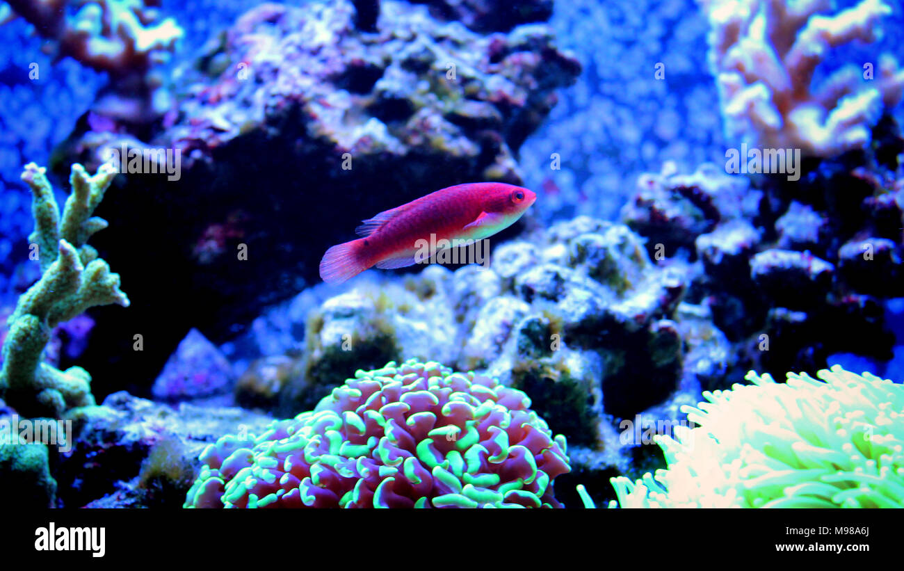 Adornatus Fairy Wrasse - Female (Cirrhilabrus adornatus) Stock Photo