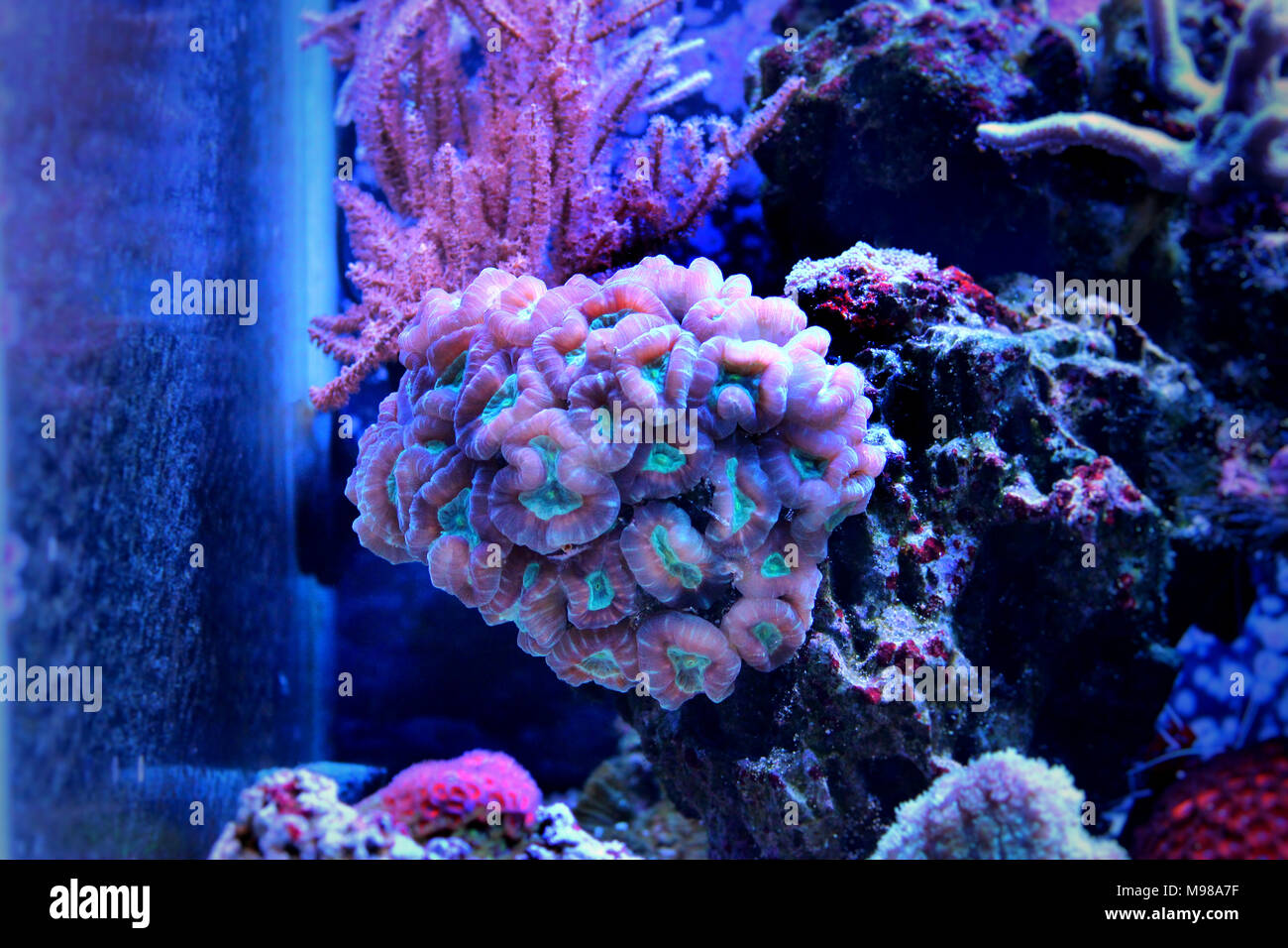 Caulastrea curvata LPS coral Stock Photo