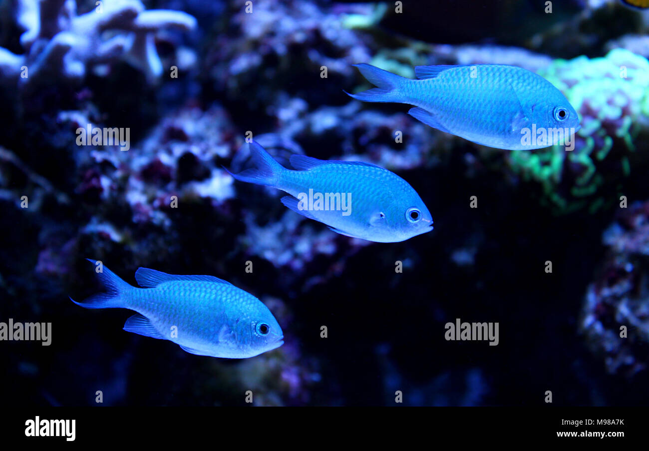 blue damsel fish stock