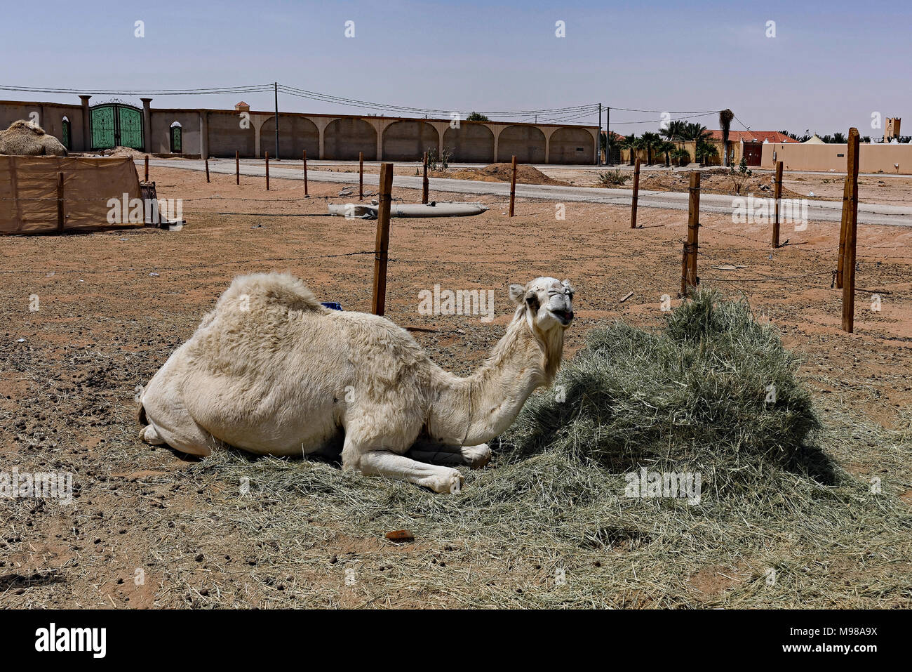Fodder for Thought. Lone camel in a relaxing pose with foodstuff. Photo taken northeast of Riyadh on the way to Thumamah National Park. Stock Photo