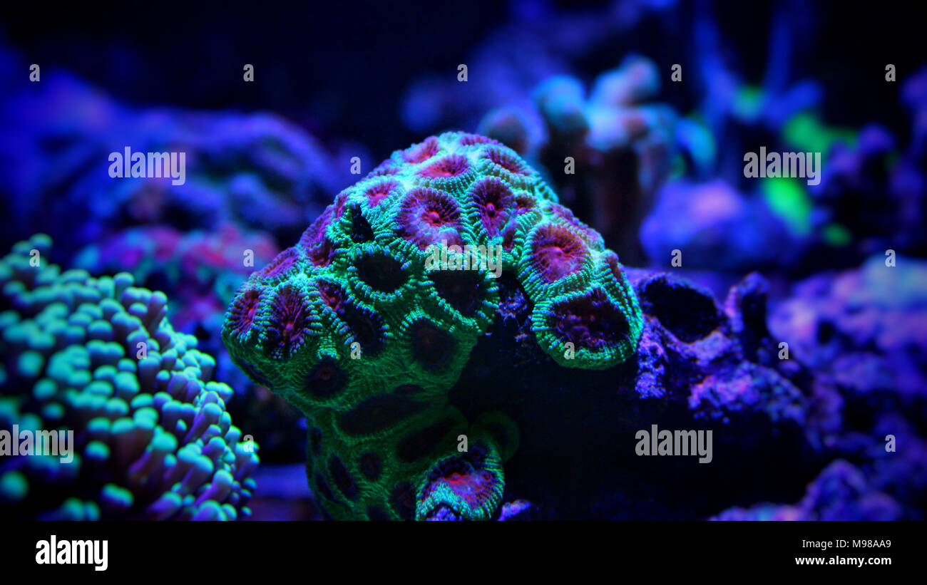 Favia reef-building stony coral - Faviidae sp. Stock Photo