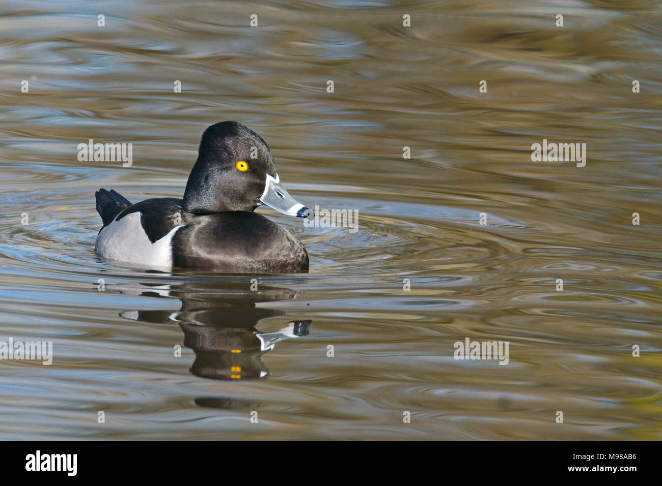 Ring-necked Duck  - Aythya collaris, a captive bird photographed at Martin Mere WWT nature reserve. What a stunning duck they are. Stock Photo