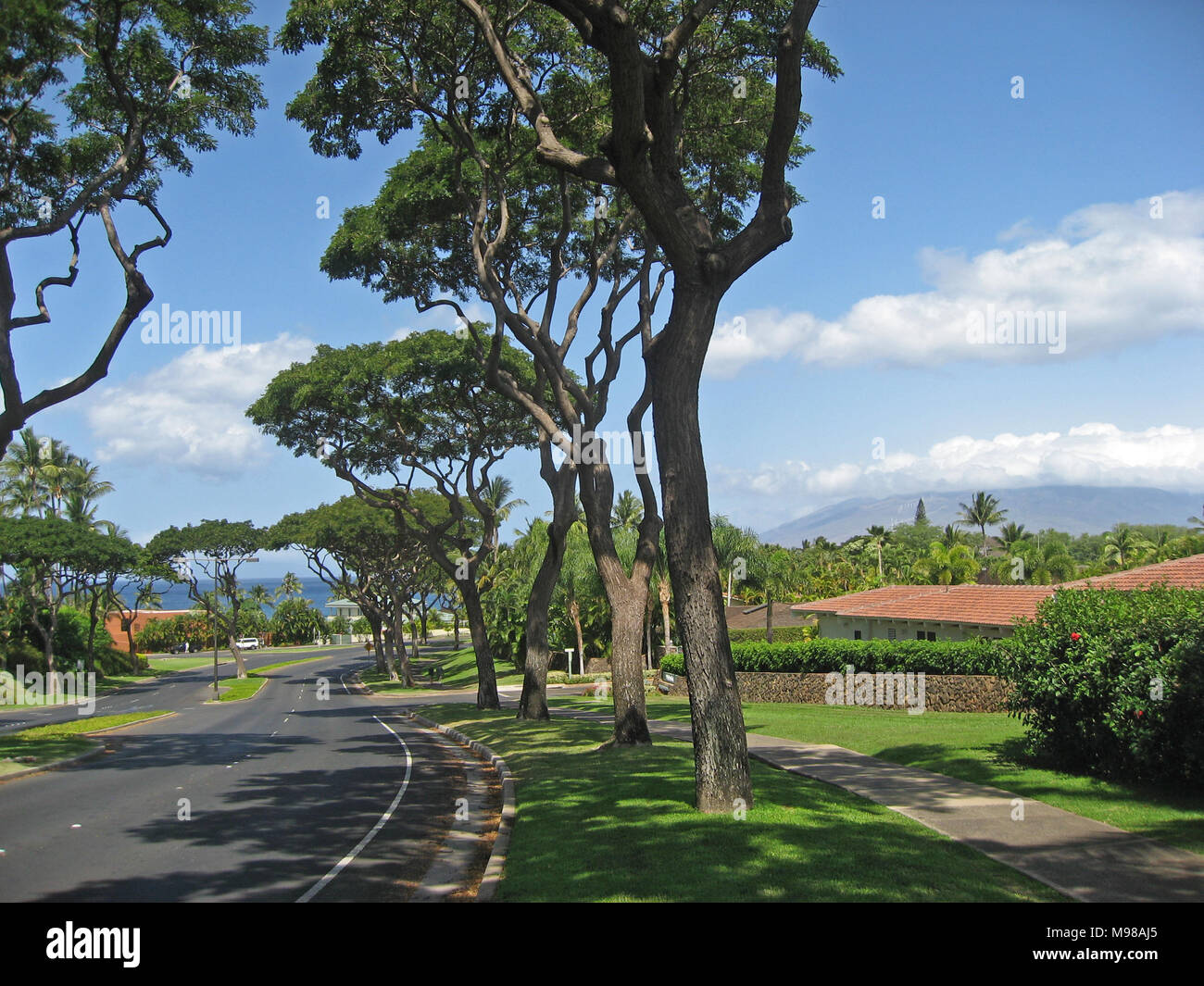 Upscale majestic Maui residential neighborhood and banyan lined road Stock Photo