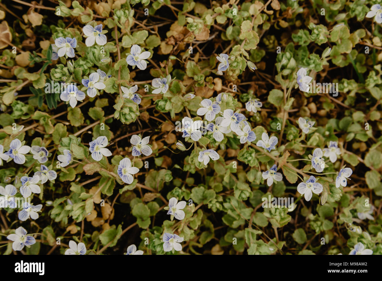 Purple Aubretia flowers (Aubrieta Deltoidea) in the garden covering the ground. Film effect. Stock Photo