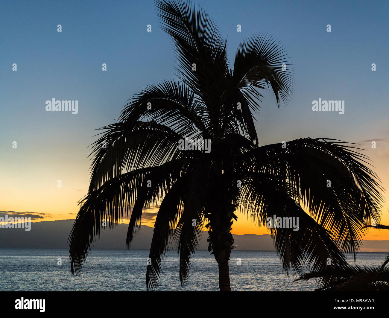 Palm tree silhoutte at warm and colorful ( colourful ) evening sunset in Tenerife, Canary Islands. Stock Photo