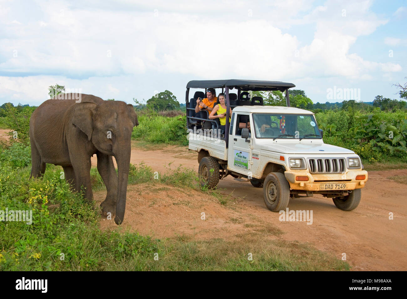 A Sri Lankan elephant crossing in front of a safari jeep with tourists visiting Udawalawe National Park in Sri Lanka. Stock Photo