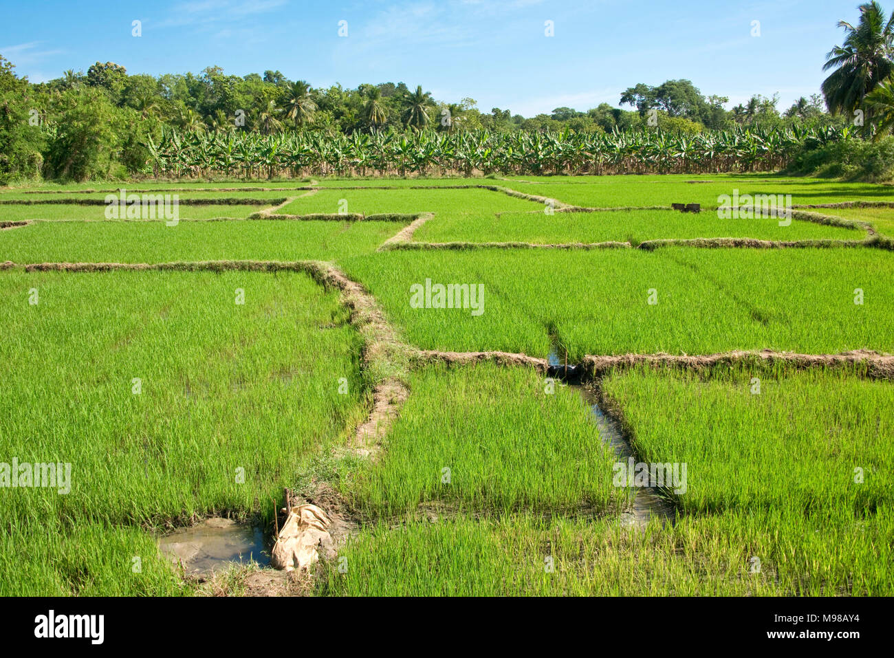 A view of a rice paddy field in Sri Lanka with palm trees in the background on a sunny day with blue sky. Stock Photo