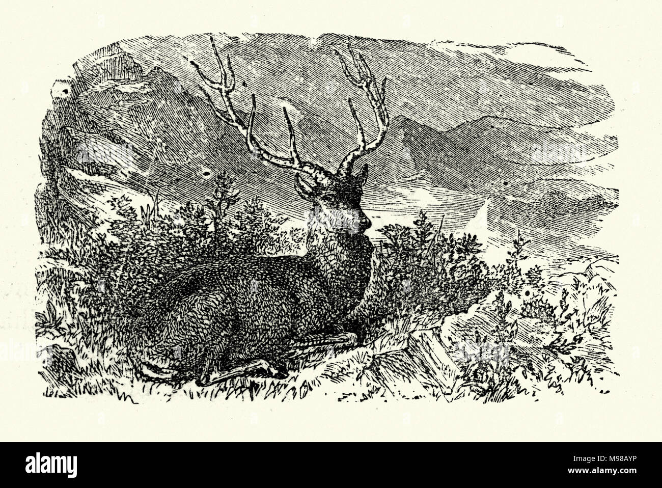 Engraving of a stag, 19th Century Stock Photo