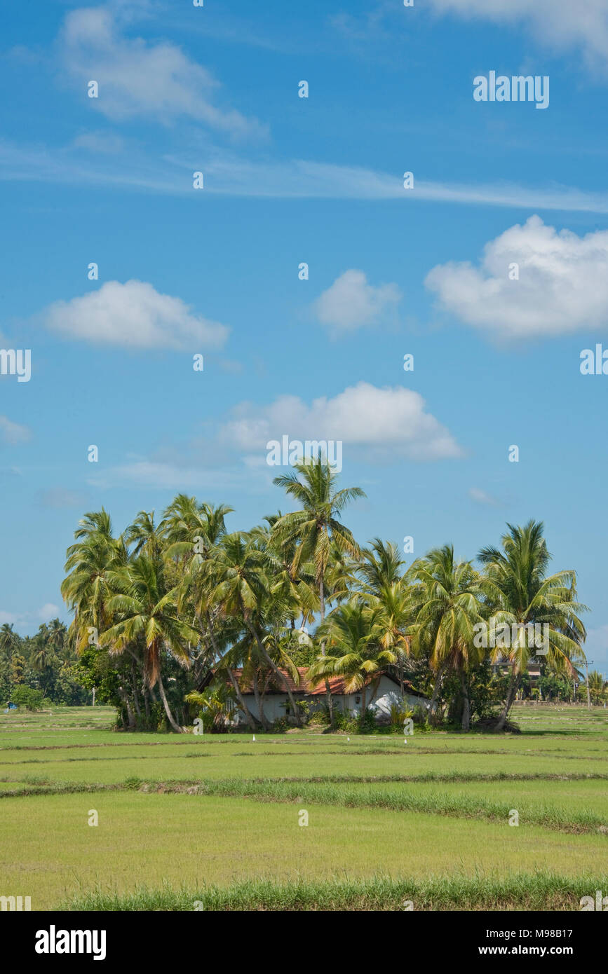 A view of a rice paddy field in Sri Lanka with palm trees in the background on a sunny day with blue sky. Stock Photo