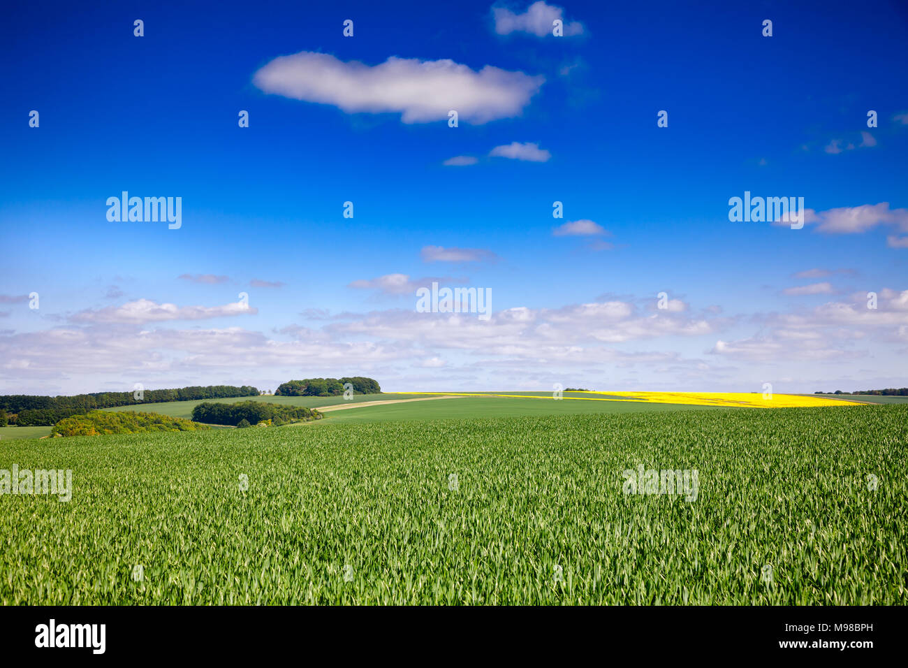 English summer rural landscape with rolling green and yellow fields in