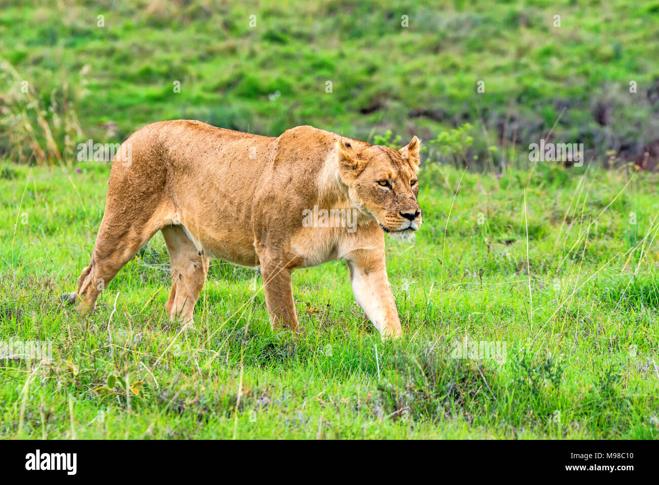 Lion Savanna Hi Res Stock Photography And Images Alamy