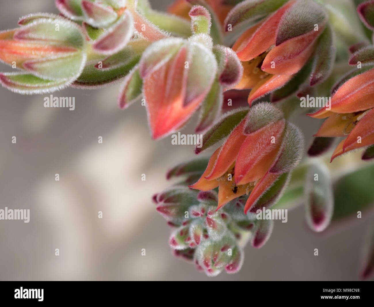 Red Echeveria succulent flowers and light green leaves with purple tips are  hairy. photo has room for text Stock Photo - Alamy