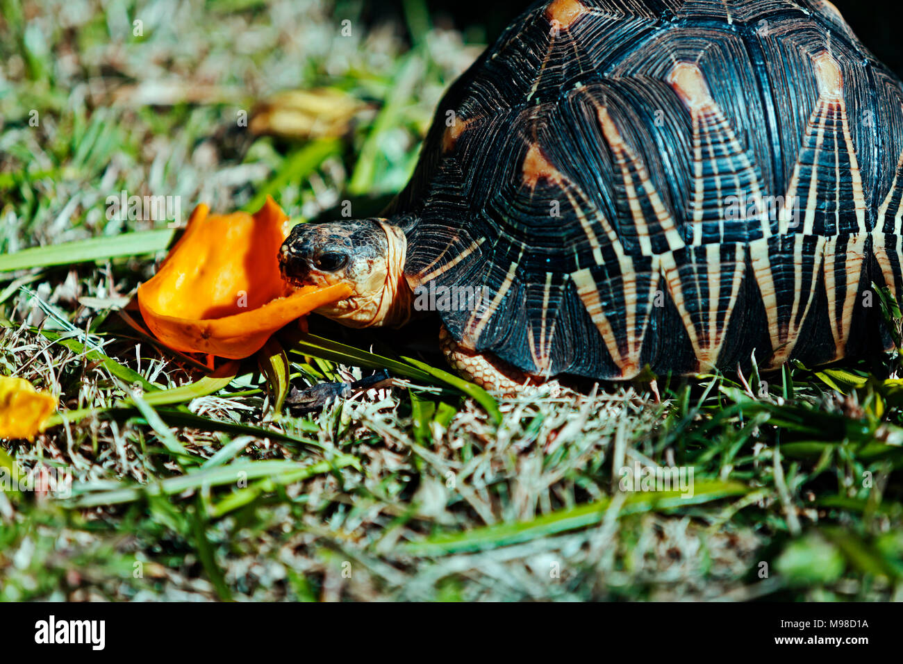 Tortoise eating a pawpaw, Papaya. Reunion Island; Ile de la Réunion; French Département; Département d'Outre Mer; Indian Ocean Stock Photo