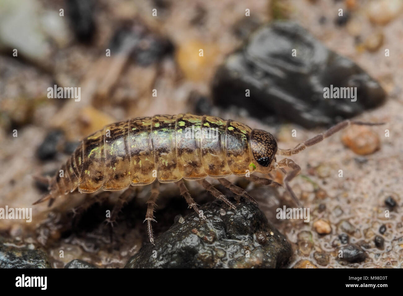 Common Pygmy Woodlouse (Trichoniscus pusillus) resting on the ground in woodland. Tipperary, Ireland Stock Photo