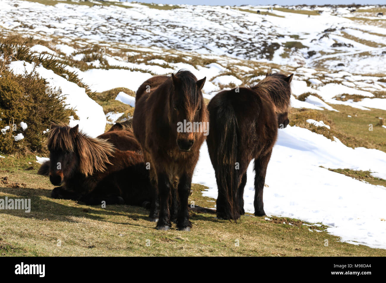 Dartmoor Ponies in the snow Stock Photo Alamy