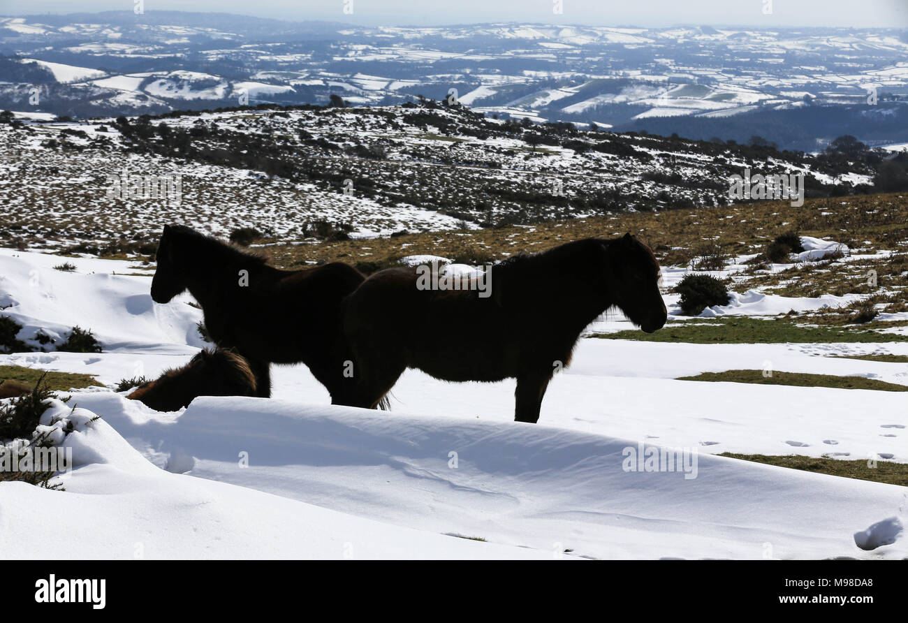 Dartmoor Ponies in the snow Stock Photo Alamy