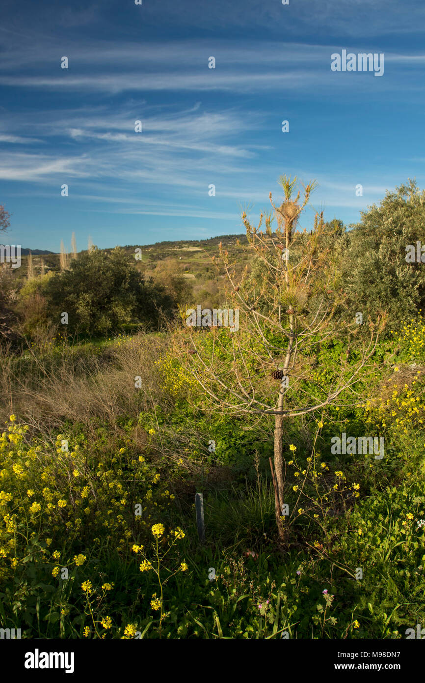 https://c8.alamy.com/comp/M98DN7/pine-processionary-caterpillar-nest-on-a-small-pine-tree-in-the-landscape-near-sunset-blue-sky-in-paphos-district-cyprus-europe-M98DN7.jpg