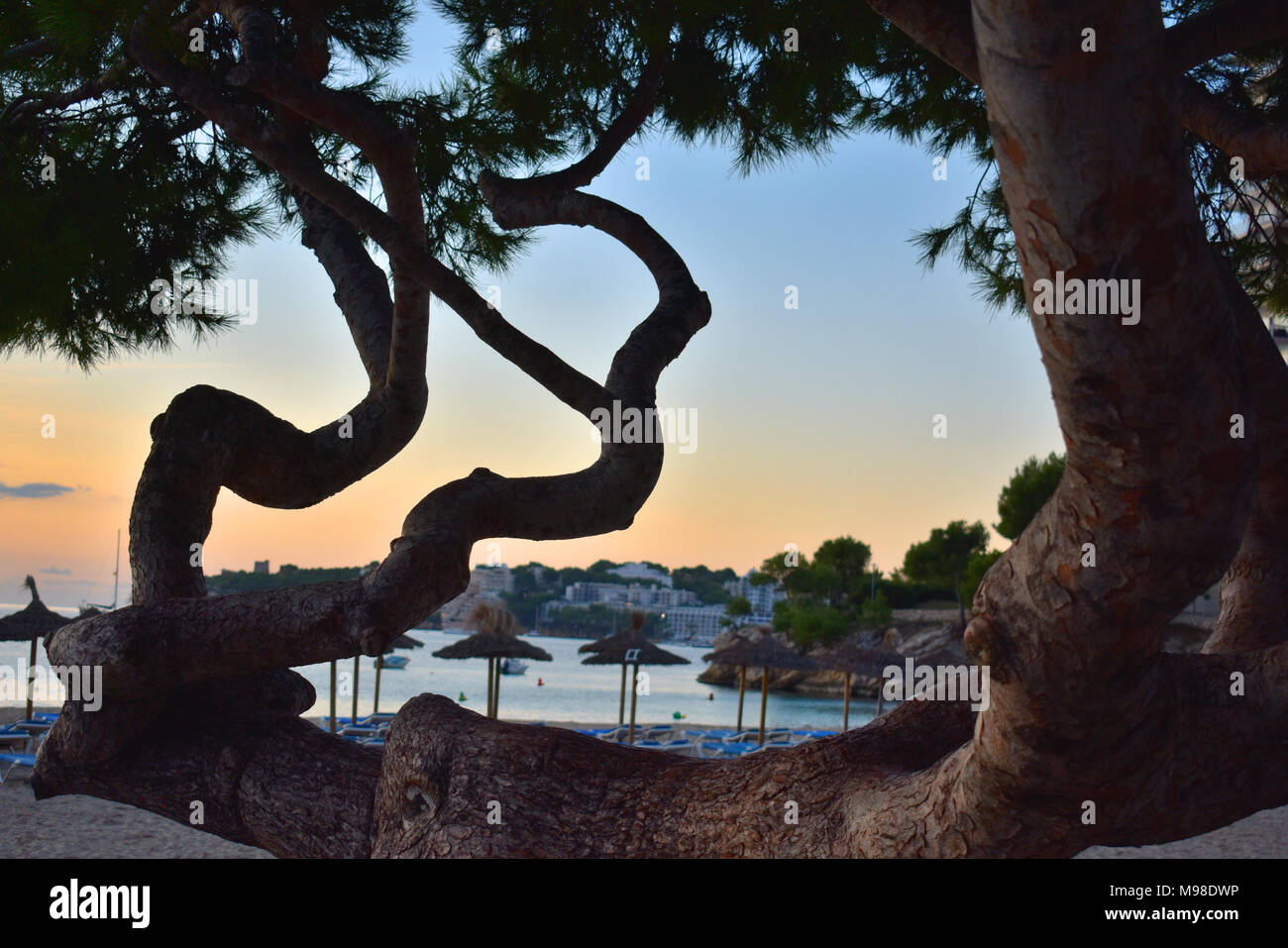 Mallorca Tree, sunset Palma Nova Stock Photo