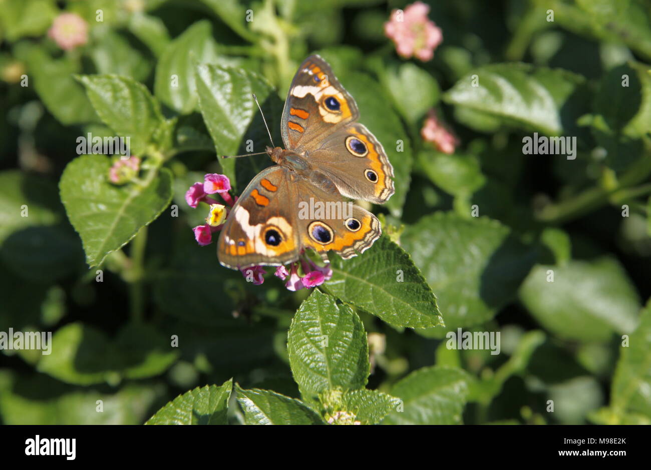 Common buckeye butterfly Stock Photo