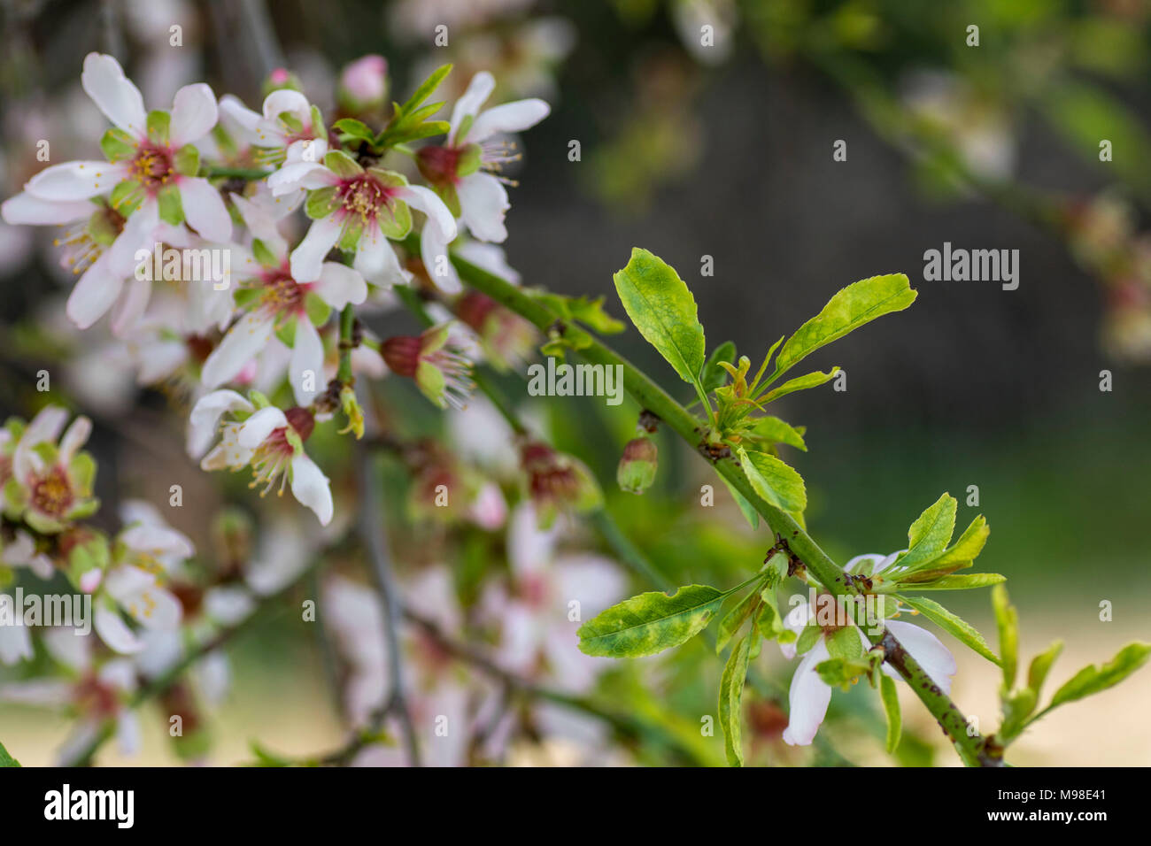 bitter almond blossom (white) on the tree in spring sunshine, paphos 