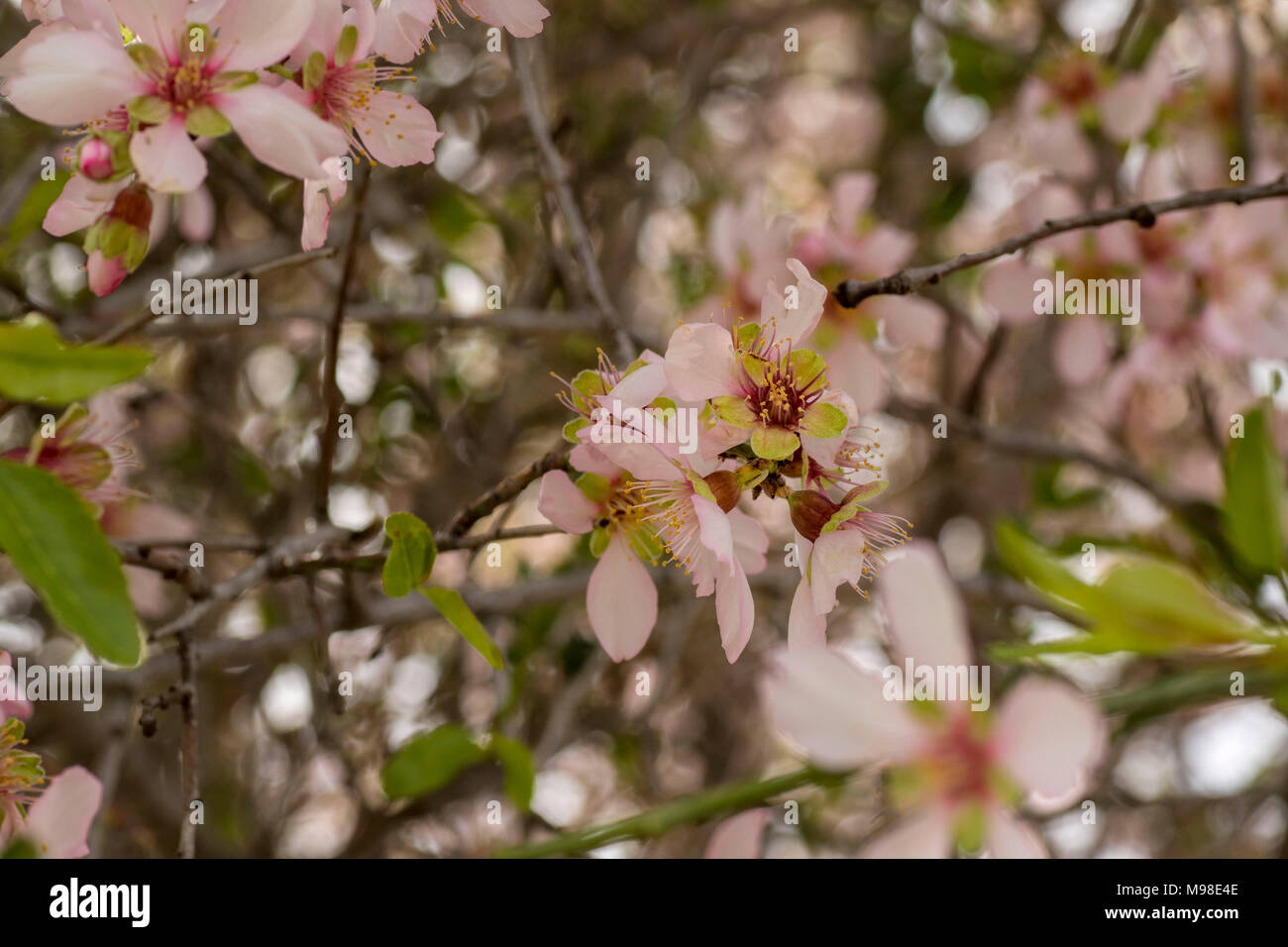 Bitter almond prunus amygdalus hires stock photography and images Alamy