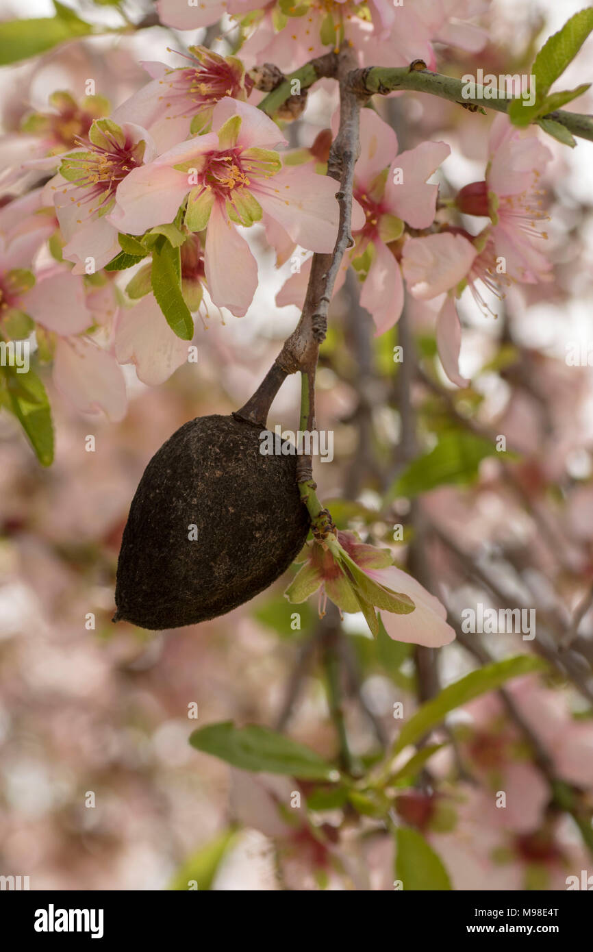 Bitter Almond High Resolution Stock Photography and Images Alamy