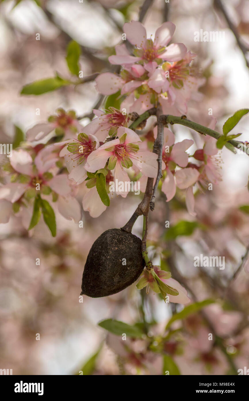 Bitter almond prunus amygdalus hires stock photography and images Alamy