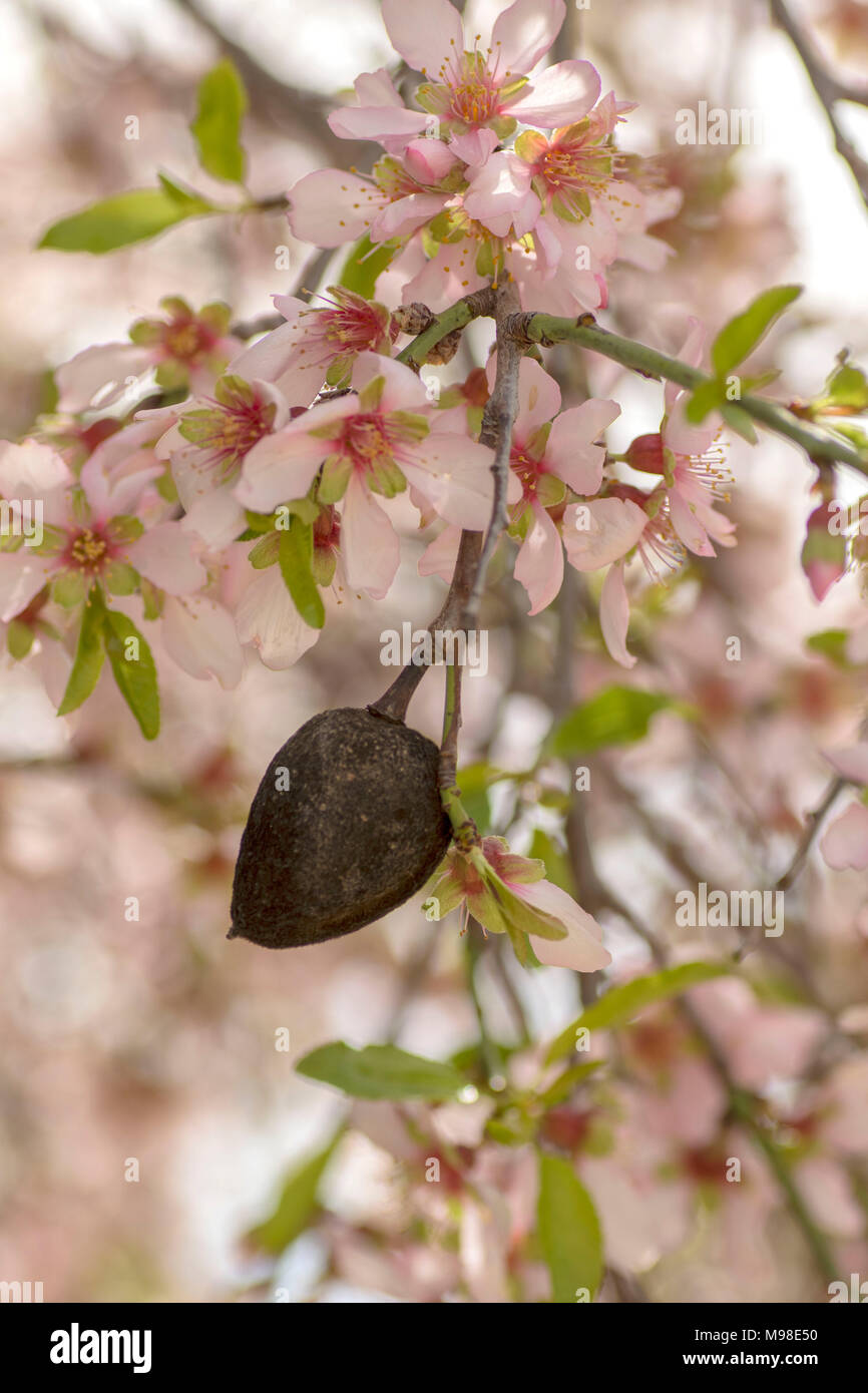 Bitter almond prunus amygdalus hires stock photography and images Alamy
