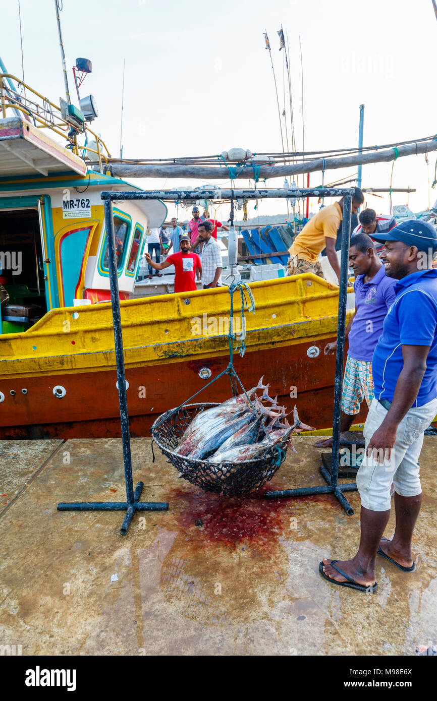 Freshly caught tuna fish on sale being weighed by local fishermen at