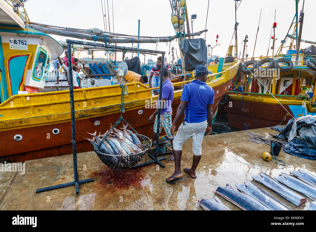 Freshly caught tuna fish on sale being weighed by local fishermen at