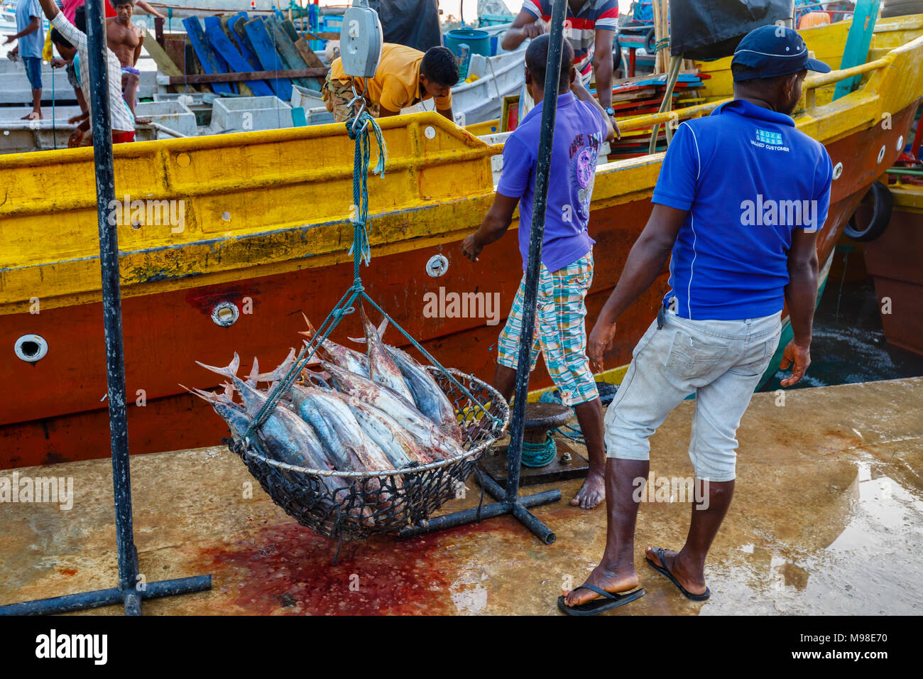 Freshly caught tuna fish on sale being weighed by local fishermen at