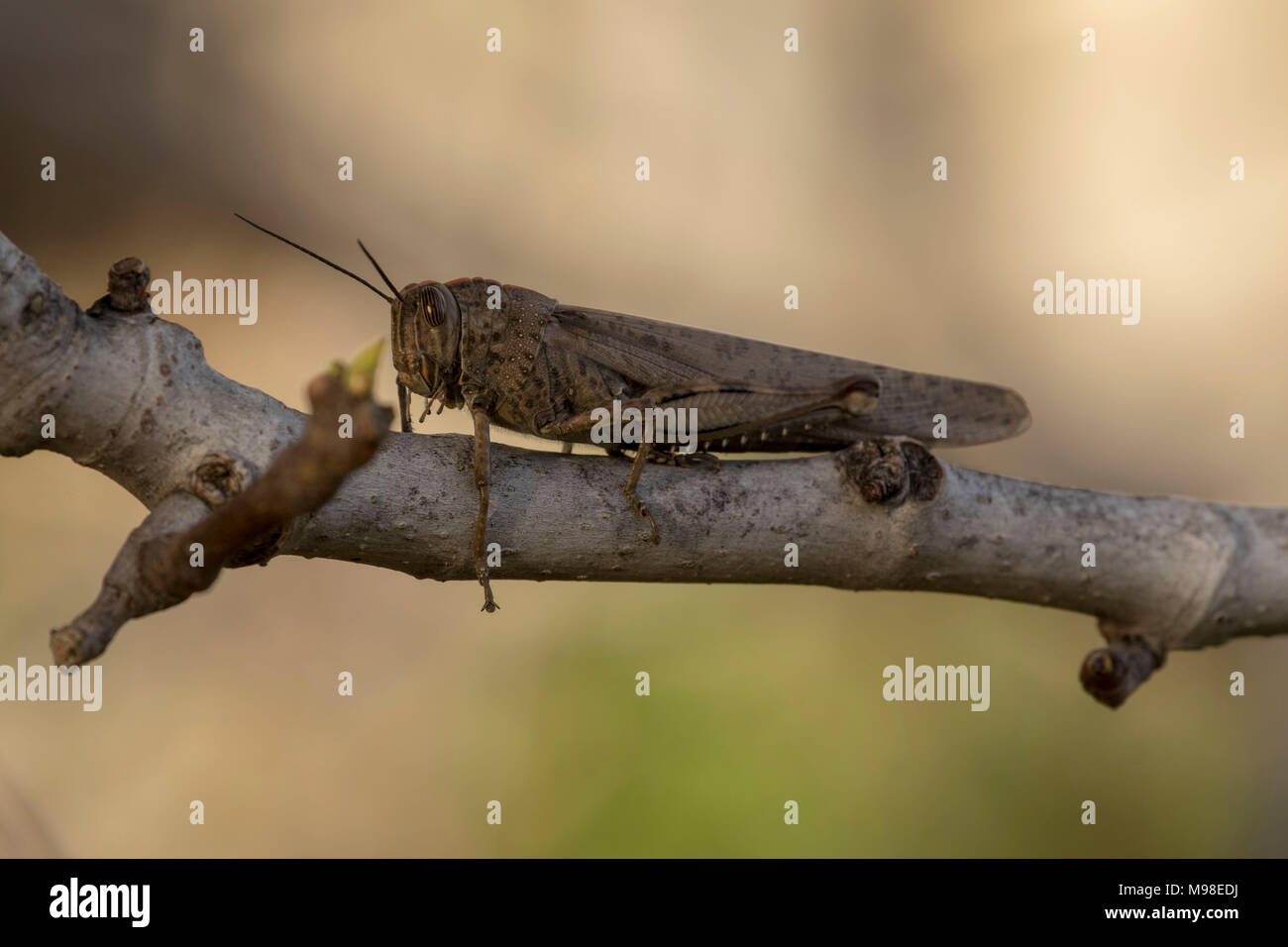 Large cricket on branch in Paphos garden, Paphos, Cyprus, Mediterranean Stock Photo