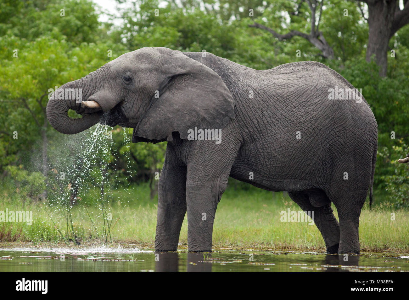 African Elephant (Loxodonta africana). Drinking from river. Left tusk end  broken, possibly from exertions in breaking bark open from tree trunks. Stock Photo
