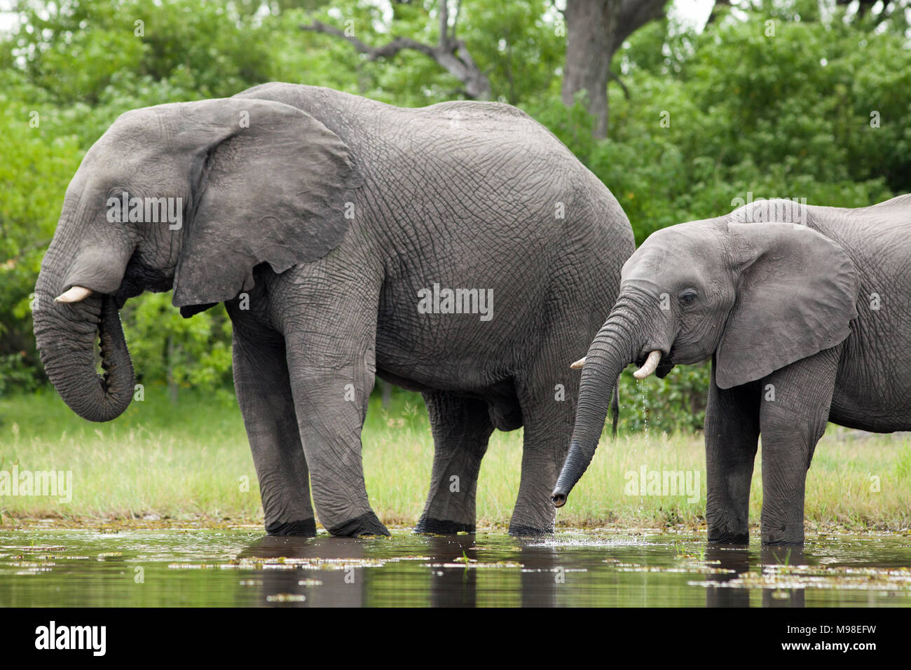 African Elephants (Loxodonta africana). Two of different ages drinking from a river using trunks. Animal on the left has tusk end warn and broken, pos Stock Photo