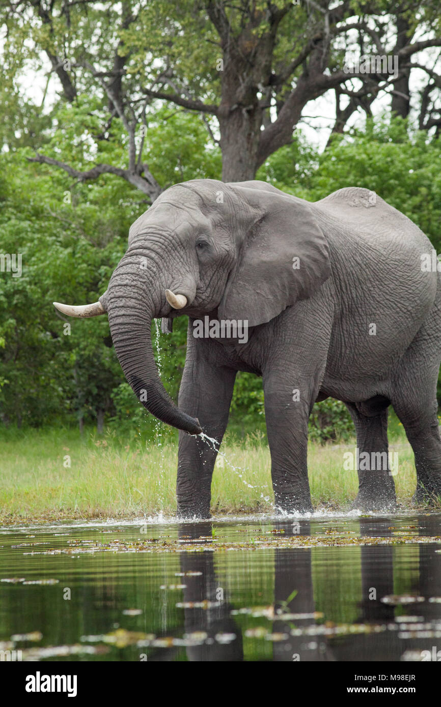 African Elephant (Loxodonta africana). Drinking from river using trunk. Chobe National Park. Okavango Delta. Botswana. Africa. Stock Photo